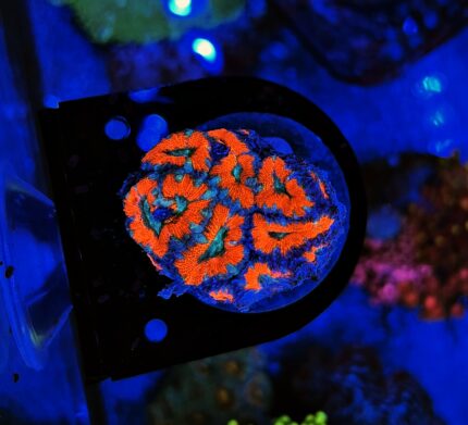 Acanthastrea Red/Blue