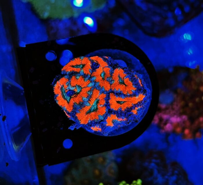 Acanthastrea Red/Blue