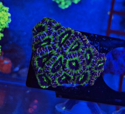 Acanthastrea Violet/Green