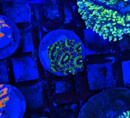 Acanthastrea Violet/Green