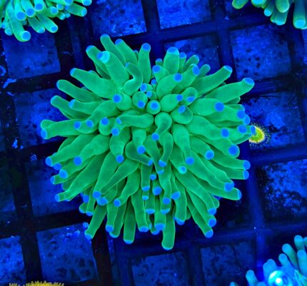 Heliofungia actiniformis GREEN