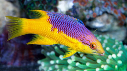 Bodianus Rufus