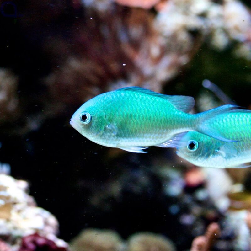 Chromis viridis