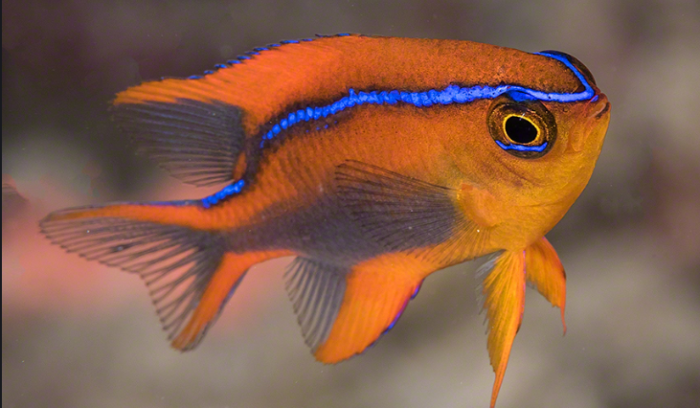 Neoglyphidodon Crossi