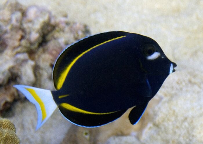 Acanthurus nigricans M