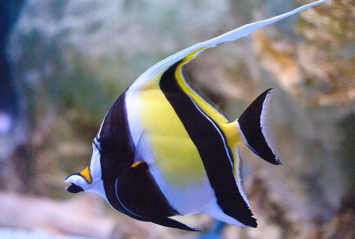 Zanclus cornutus