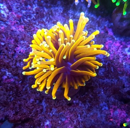 Euphyllia glabrescens ULTRA GOLD Yellow Tip