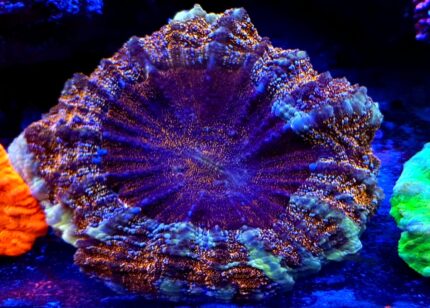 Acanthophyllia Rainbow ULTRA