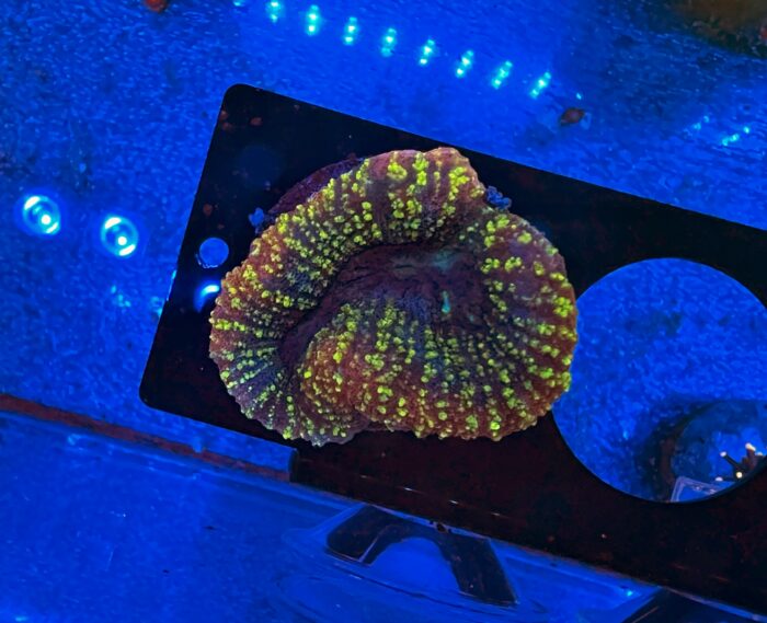 Lobophyllia hemprichii