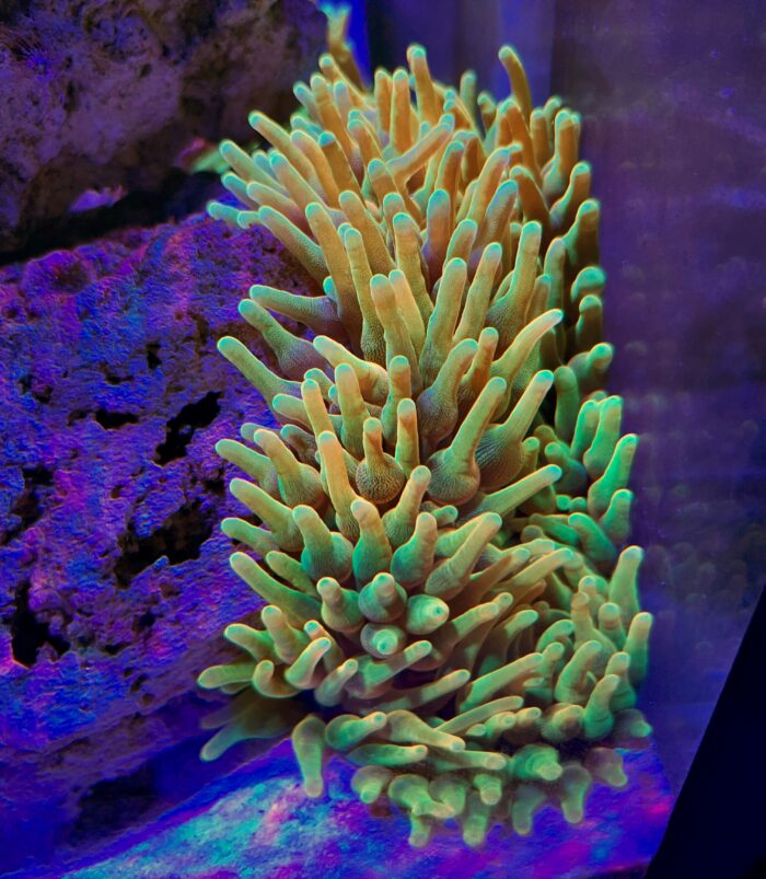 Entacmaea quadricolor Ultra GOLD