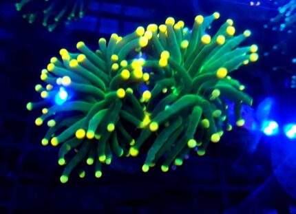 Euphyllia Glabrescens Green Yellow Tip