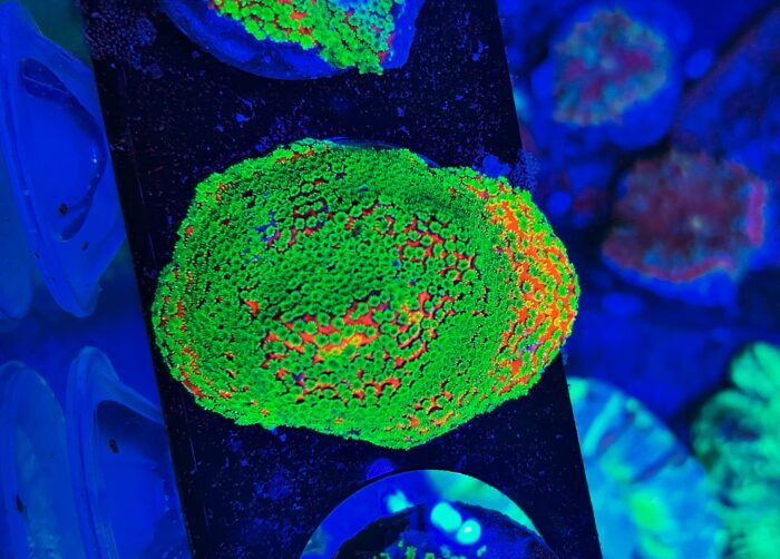 Montipora Rainbow