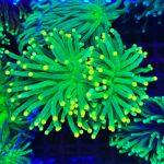 Euphyllia Glabrescens Green Yellow tip