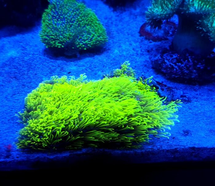Briareum super fluo to koralowiec jasno zielony