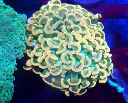 Euphyllia ancora Gold