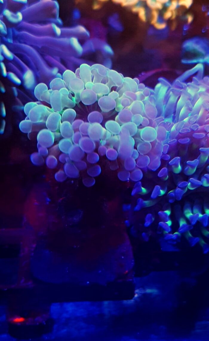 Euphyllia baliensis