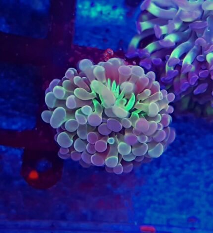 Euphyllia baliensis