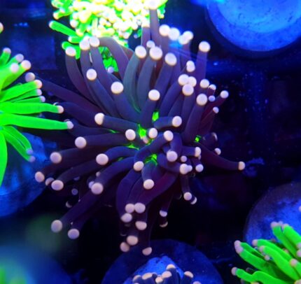 Euphyllia glabrescens Joker glabra