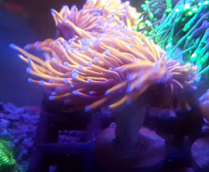 Euphyllia glabrescens New York Knicks NYK