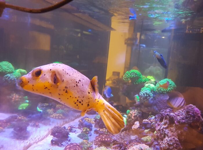 Arothron nigropunctatus Yellow belly
