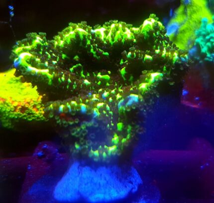 Montipora spongodes