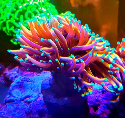Euphyllia glabrescens Gold glabra