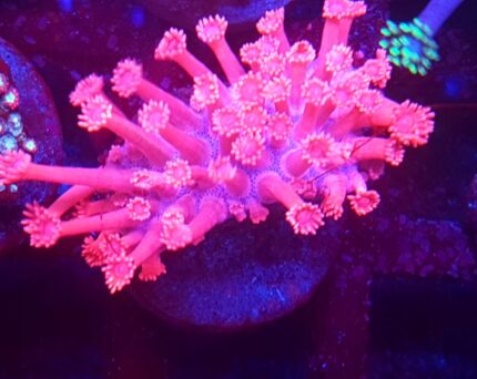 goniopora różówa pink