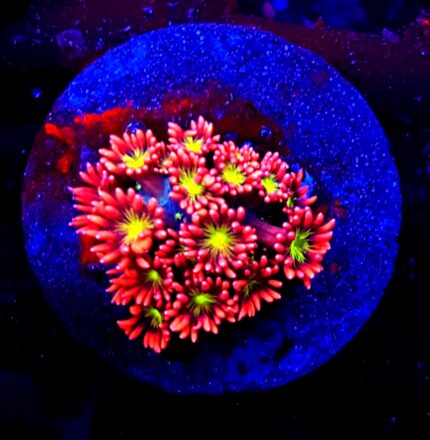 goniopora yellow red żółta czerwona