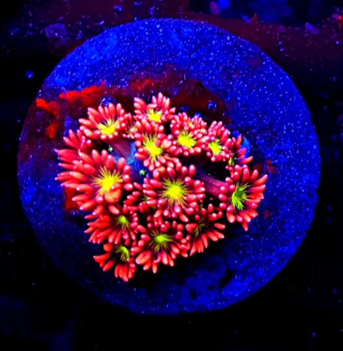 goniopora yellow red żółta czerwona