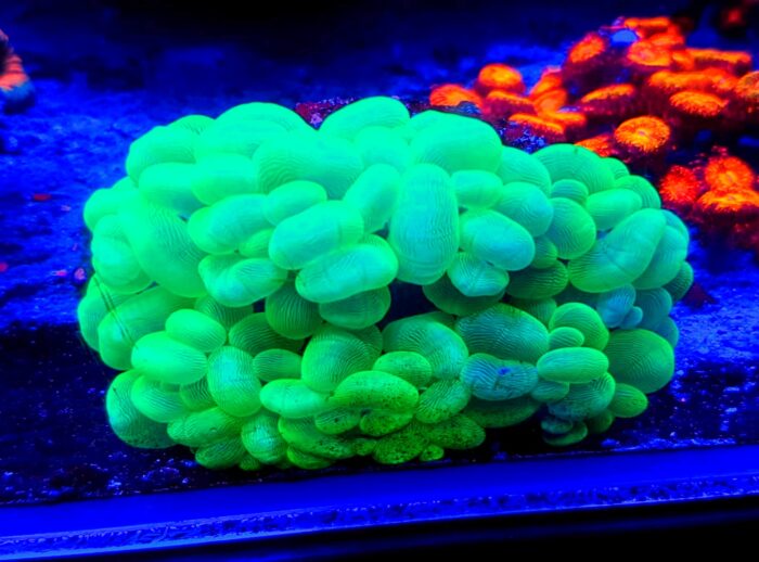 Plerogyra sinuosa green zielona