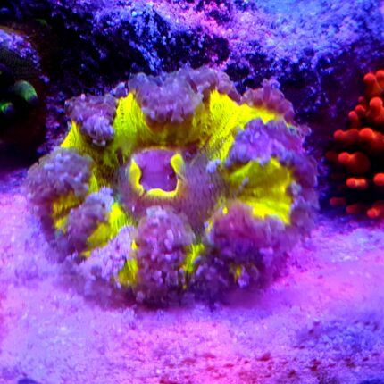 Crucifer Epicystis Yellow ukwiał żółty