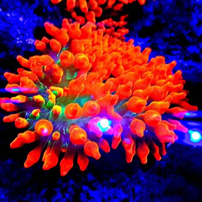 Ukwiał Quadricolor rainbow