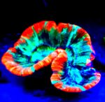 trachyphyllia geoffroyi Tracho LPS