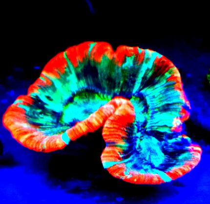 trachyphyllia geoffroyi Tracho LPS