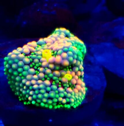 Ricordea florida mulicolor grzybek