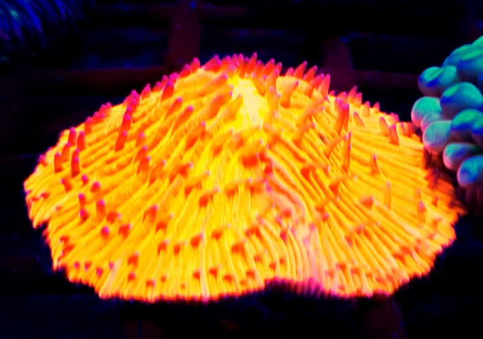 Fungia Orange LPS