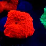 Discosoma Red