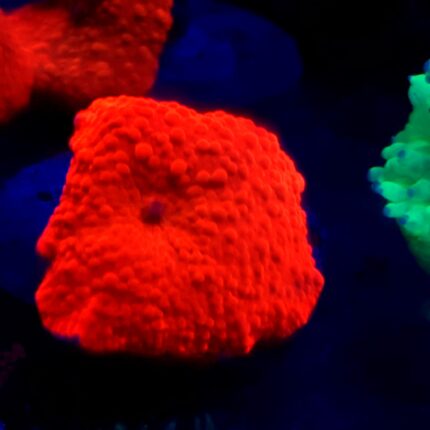 Discosoma Red