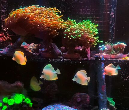 Zebrasoma flavescens żółtek