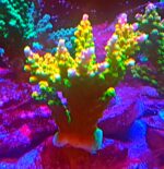 Acropora