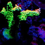 Acropora acra SPS