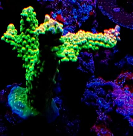 Acropora acra SPS