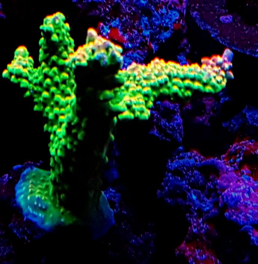 Acropora acra SPS