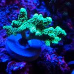 Seriatopora Caliendrum green fluo