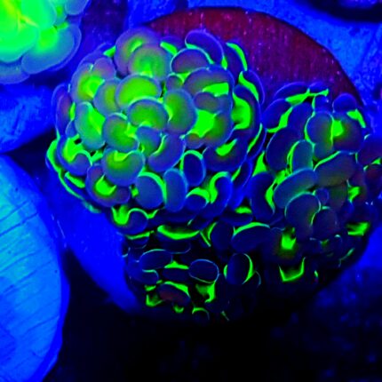 Euphyllia paraancora hologram lps