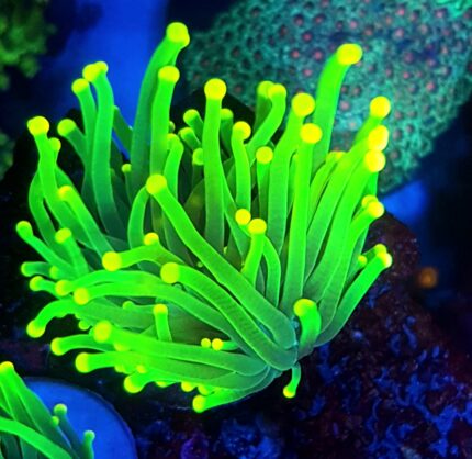 Euphyllia glabrescens LPS glabra