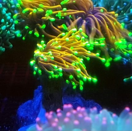 Euphyllia glabrescens Gold green fluo tip LPS GLABRA