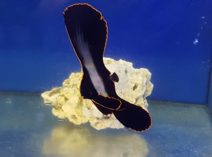 platax pinnatus ryba morska