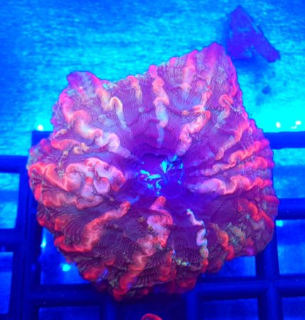 Cynarina multicolor