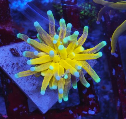 euphyllia glabrescens tiger lps koralowiec morski